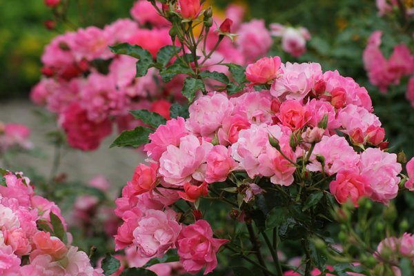 Améliorer sa maison avec une piscine écologique