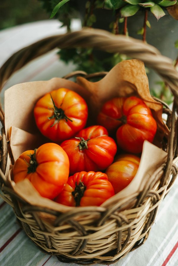 Découvrez les tomates anciennes : saveurs et raretés à cultiver